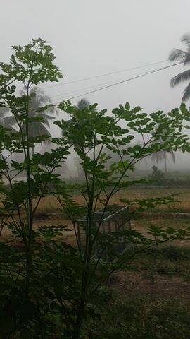 The video shows a close-up of a green leafy plant with thin branches in the foreground. In the background, there is a misty or foggy atmosphere. Behind the plant and through the mist, a palm tree is visible on the left side of the frame. A wire runs diagonally from the top left towards the middle of the frame. Further in the background, there appears to be a small metal structure, possibly a cage or a bridge, and some dry grass or soil. The overall scene suggests an outdoor environment with low visibility due to the mist. The orientation of the video is vertical.