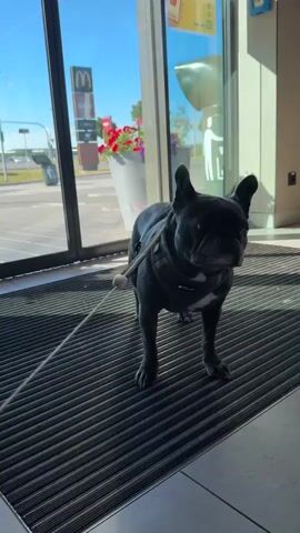 A dark gray French bulldog stands on a gray ribbed mat inside a building, facing right. The dog is wearing a gray harness with reflective trim. The dog's leash is attached to the harness and extends to the left. The dog is looking off-camera to the right. Through a large glass door behind the dog, a McDonald's sign is visible, along with some red flowers in a pot and a bright sky. The lighting suggests it is daytime.