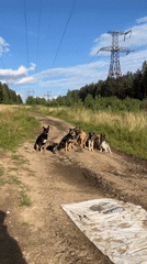Mixed pack of dogs on a rural path near Nizhny Tagil