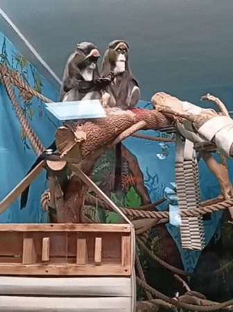 Morning zoo visit captures diverse animals at Novosibirsk facility