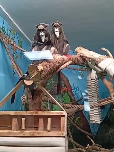 Morning zoo visit captures diverse animals at Novosibirsk facility