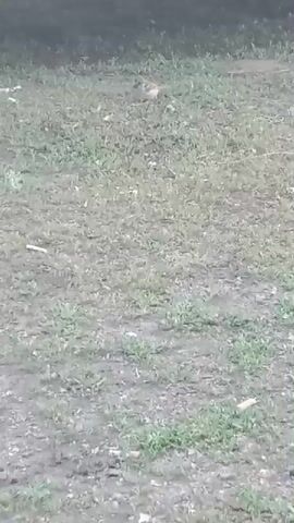 The video shows a small, gray bird walking on a patch of dry, grassy ground with some dirt and debris scattered about. The bird is in the upper center of the frame, and it is the only visible subject. The background is blurred and out of focus, suggesting the focus is on the bird. The lighting appears to be dim, possibly indicating an overcast day or a shaded area. The bird is walking from left to right in the frame.