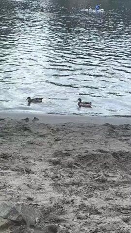The video shows a body of water with a sandy shore. Two ducks are swimming in the water near the shore. In the background, a person is visible on a paddleboard. The water is choppy, and the sand is a light gray color. There are some rocks visible on the shore in the foreground.