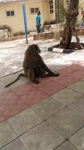 A medium shot shows a baboon sitting on a tiled surface. The baboon, which is facing right, has dark fur, a long tail, and a visible face. A woman in a blue shirt and jeans stands on a low ledge in the background. Behind her is a light-colored building with windows. To the right of the baboon is a tree with a thick, gnarled trunk. The tiled surface has a pattern of red and gray squares. The setting appears to be an outdoor area, possibly a courtyard or public space.