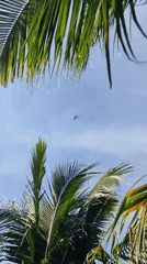 Morning snapshots capture helicopter, chickens, tropical fruits across 30 minutes