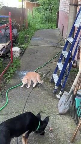 A ginger kitten is on a wet concrete patio, near a green hose. It is interacting with a small prey item, holding it in its mouth. A black dog enters the frame from the right and approaches the kitten. The kitten then moves away from the dog, which follows it. The dog appears to be interacting with the kitten.