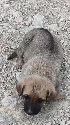 A puppy lies on a rocky surface. The puppy is light brown and gray. The puppy is looking down at the ground. The puppy is not moving.