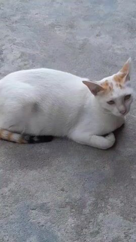 A white cat with orange markings on its head and tail lies on a gray concrete surface. The cat is facing to the right, with its front paws tucked beneath its body. The background is a plain gray concrete surface. The video is shaky and the lighting is uneven.
