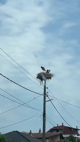 This video captures a view of a storks' nest perched atop a utility pole, surrounded by power lines. Two storks are visible in the nest, with one appearing to be looking upwards. The scene is set against a backdrop of a cloudy sky. In the distance, houses with red-tiled roofs are visible, suggesting a semi-urban or rural setting. The overall impression is one of nature coexisting with human infrastructure. The presence of the storks and their nest suggests it is breeding season. The video pans slightly, revealing another stork on a distant utility pole and a bird in flight. The houses and trees in the foreground and midground suggest a temperate climate. No text is visible in the video.