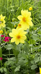 Close-up garden shots of dahlias and delicate blooms