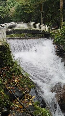 The video shows a close-up, high-angle view of a waterfall cascading over a rock face. The water is a frothy white, indicating its force and speed. To the left of the waterfall is a white metal railing, likely part of a viewing platform or walkway, and some greenery. The surrounding area is lush with vegetation, including moss and fallen leaves, suggesting a natural, possibly humid environment. The lighting is overcast, hinting at a cloudy day or perhaps early morning or late afternoon. The overall impression is one of nature's power and beauty. There is no visible text in the video.