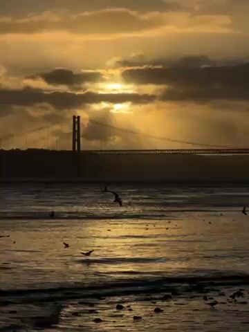 The video captures a scene at dawn or dusk, with a large suspension bridge silhouetted against a dramatic, golden sky. The sun is partially obscured by clouds, creating a ray-like effect above the bridge. The water in the foreground is reflective, mirroring the golden light and the bridge's silhouette. Several birds are visible, flying low over the water or resting on the surface. The overall mood is tranquil but striking, emphasizing the bridge's presence against the vastness of the sky and sea.