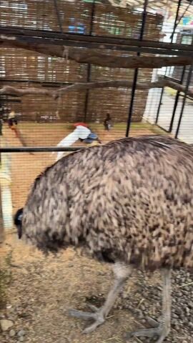 The video shows an emu walking in its enclosure. The emu is brown and black with long legs and a long neck. The enclosure is made of metal and wood and contains a variety of other birds, including pheasants. The ground of the enclosure is covered in wood chips and small rocks.
