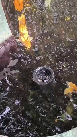A top-down shot shows several koi fish swimming in dark, murky water. A drainpipe is visible at the bottom of the frame, surrounded by some debris. The water is disturbed, indicating movement. The fish are predominantly orange and white, with some appearing to have black markings. The overall impression is of a pond or large aquarium.