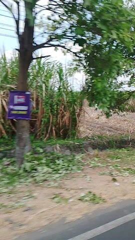 The media file depicts a scene outdoors, likely in Branggahan, Indonesia, given the context. The setting appears to be a rural area with a dirt road or path running alongside a dense field of tall grass or sugarcane. A few trees, one with green foliage, are visible on the left side of the frame, along with utility poles and wires overhead. The weather seems to be bright and overcast, suggesting daytime.

The primary activity involves two people on a motorcycle. The motorcycle is parked, and the individuals are seated on it. One person, likely the rider, is wearing a helmet and appears to be in the foreground. Another person, a child, is also on the motorcycle, wearing a brightly colored helmet. They are positioned behind the rider. The people are dressed casually.

Notable details include a purple sign attached to a tree, though the text on it is not clearly legible. Another small sign with the number "2" is visible on a post near the motorcycle. The ground is a mix of dry earth and some scattered debris. The overall impression is of a brief stop or pause in a journey through a rural landscape. The scene is captured from a slightly tilted perspective, adding to the dynamic feel of the recording.