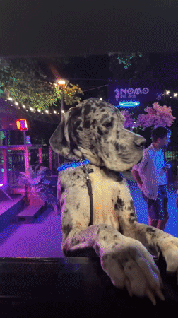 Sofia night out: a Great Dane at a bar, landmarks glowing