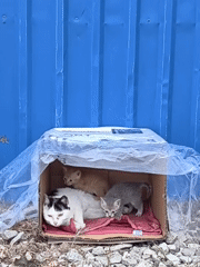 Stray cat family shelters in makeshift box in Chaika
