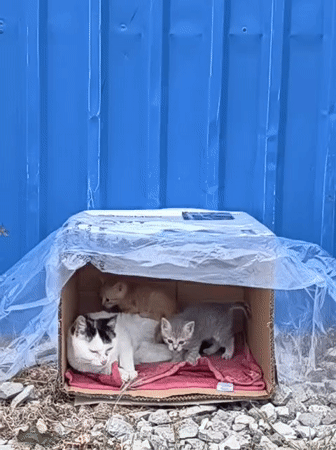 Stray cat family shelters in makeshift box in Chaika