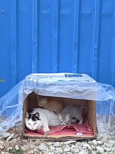 Stray cat family shelters in makeshift box in Chaika