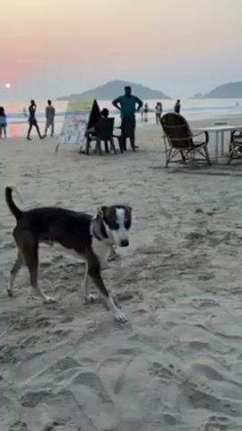 The video shows a dog with brown, white and black fur walking on a sandy beach. There are people and furniture scattered around on the beach in the background. The ocean, small islands, and a light sky are visible in the background. The dog has a collar and moves steadily forward. As the dog walks, the camera pans to follow, eventually showing huts and tropical foliage bordering the beach.