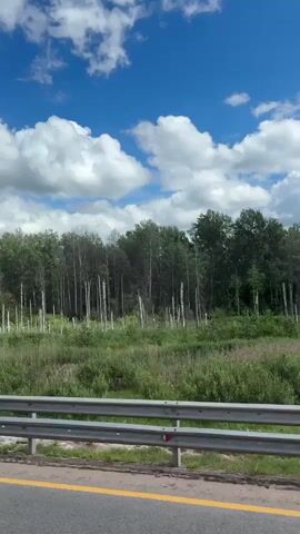 The video shows a view from a moving vehicle on a highway. The road is asphalt with a yellow line dividing lanes. A metal guardrail separates the road from a grassy embankment. Beyond the embankment is a dense forest with a mix of green deciduous trees and sparse, white-barked trees that appear to be dead or dying. In the middle ground, a blue road sign with white arrows indicates two lanes merging. The sky is a vibrant blue with scattered white cumulus clouds. The overall scene depicts a natural landscape adjacent to a highway on a clear, sunny day.