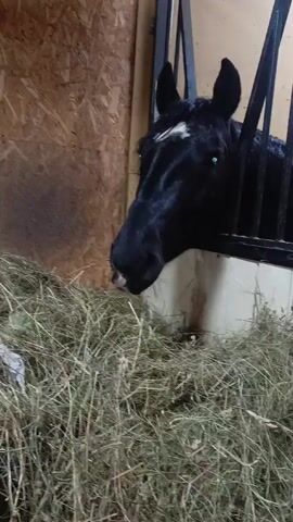 The video shows a black horse with a white stripe on its forehead, standing in a stable. The horse is seen from the neck up, sticking its head through the bars of its stall to eat hay from a pile on the ground. The stable walls are made of wood paneling. The stall is bordered by a white concrete base.