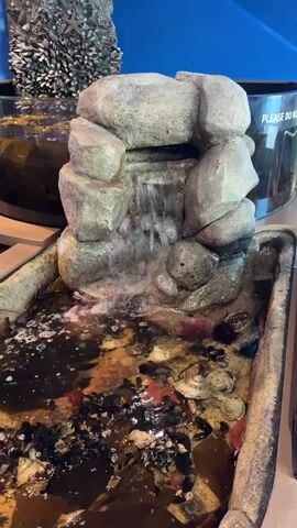 A close-up video shows a man-made rock formation with water cascading down it into a shallow pool. The pool contains sand, various shells, seaweed, and possibly small marine life. Bubbles are visible on the surface of the water where the waterfall meets the pool. The camera pans slightly to the left, revealing a glass enclosure with a blue background and a wooden countertop. The overall scene appears to be an exhibit, possibly in an aquarium or museum.