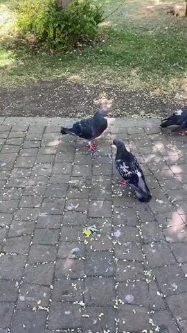 Three pigeons are on a paved walkway. One pigeon is facing away from the camera and appears to be eating from the ground. Another pigeon is facing the camera and is also eating. A third pigeon is to the right of the other two and is also facing away from the camera, pecking at the ground. The walkway is made of grey bricks and is covered with scattered debris, possibly seed husks. Behind the walkway is a patch of green grass and a bush. Sunlight is casting shadows on the walkway.