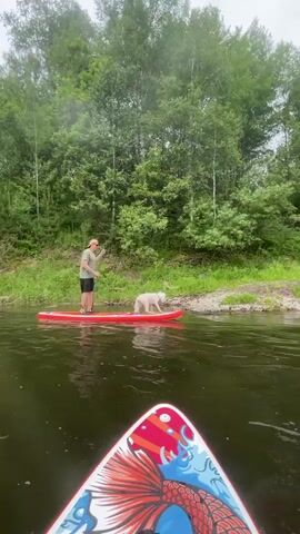 A person stands on a red paddleboard in a river, holding a paddle and facing a white dog that is sitting on the same paddleboard. The dog looks towards the person. The paddleboard is positioned in the middle of the river. The river is dark and has some ripples. The background shows a densely wooded area with green trees and foliage. The sky is overcast. The camera is positioned on another paddleboard in the foreground, which has a red and white fish design on it. The water appears to be moving.