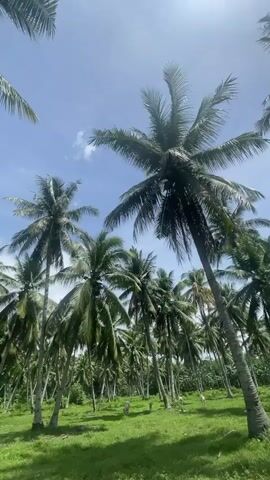 A low-angle shot pans across a grove of tall coconut trees under a bright, partly cloudy sky. The trees are lush and green, with their fronds reaching towards the sun. The ground is covered in vibrant green grass, and several small white objects, possibly markers or small plants, are scattered throughout the field. In the distance, a person can be seen walking through the grove. The overall atmosphere is serene and tropical.