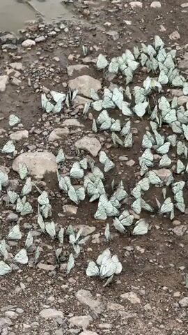 A high-angle, top-down video shows a large congregation of white butterflies gathered on a damp, muddy, and rocky ground. The butterflies are predominantly white with thin black veins on their wings, and some appear to have a slightly greenish hue. They are clustered together in dense groups, with many wings spread open. The ground is uneven, with scattered rocks and patches of mud, suggesting a natural outdoor environment, possibly near a water source given the small puddle visible in the upper left corner. There are no humans or other animals visible in the frame. The butterflies are stationary for the most part, with occasional slight movements of wings. The lighting appears to be overcast, creating a muted and naturalistic atmosphere.