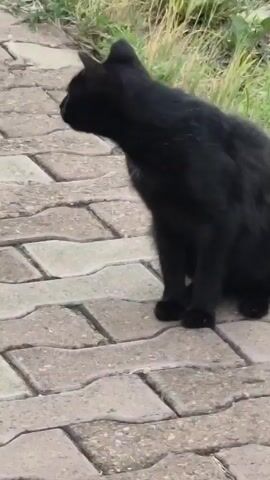 A black cat sits on a paved walkway then stands and walks away. The walkway is made of light gray and tan interlocking pavers. Green grass is visible in the background.