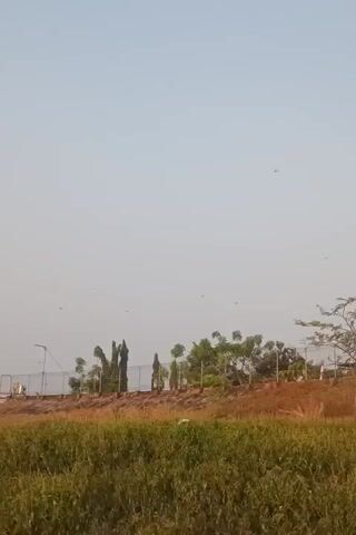 The video shows an outdoor scene under a clear, light blue sky. In the foreground, there is tall, dry grass and vegetation, appearing golden and green. In the mid-ground, there is a gentle slope covered in dry grass and some scattered trees and bushes. Behind the slope, a fence runs horizontally across the frame, separating the natural landscape from what appears to be a developed area. Beyond the fence, there are more trees, including some tall, thin trees and a larger, leafy tree with thin branches on the right side. There are small dark specks visible in the sky, which could be birds or insects. On the right side of the mid-ground, near the larger tree, two people can be seen walking. One person appears to be wearing dark clothing, and the other is wearing lighter clothing. There is a structure with a roof visible behind the trees on the right. The overall impression is a somewhat dry, natural environment adjacent to a developed area, possibly a park or recreational space.
