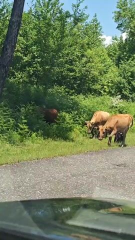 The video shows several cows on and beside a rural paved road in Akwaskia tshyts, Abkhazia, on a clear, sunny day. The scene features lush green trees and bushes flanking the road, with majestic snow-capped mountains visible in the distance under a bright blue sky with scattered white clouds.

In the first shot, a light brown cow walks on the paved road while a darker cow is partially visible behind it, near the green foliage. Another black calf-like animal walks on the far right side of the road. The perspective is from inside a vehicle, with the dashboard visible at the bottom of the frame.

The second shot focuses on a single brown cow grazing on the grass and gravel beside the road, with the snow-capped mountains and trees in the background.

The third shot shows two brown cows, one lighter and one slightly darker, standing and grazing on the grass right beside the paved road, which curves gently into the distance. The road has white dashed lines. The beautiful mountain landscape and clear sky are prominently featured. The camera is still within a vehicle, capturing the serene view of the grazing animals and the scenic surroundings.