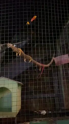 The video shows a bird in a cage. The bird is mostly black with yellow markings on its head and beak. It is perched on a branch. There is a small green birdhouse in the bottom left corner of the cage. Someone says "สวัสดีค่ะ" which means "Hello" in Thai.