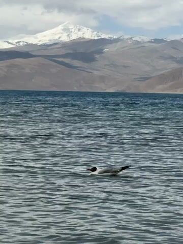 A gray and white gull swims on a body of water, possibly a lake, in front of snow-capped mountains. The mountains are brown with patches of snow, and there are thin clouds in the sky. The water has ripples on its surface. The gull is facing left.