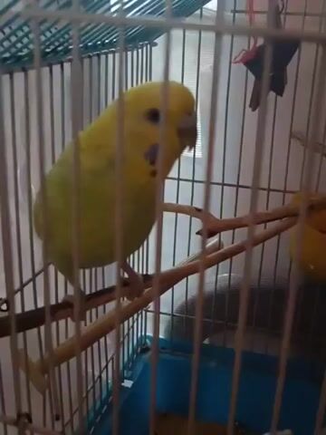 The video shows a budgie in a cage. The budgie is predominantly yellow with some blue markings on its face. It is perched on a wooden branch inside the cage. The cage bars are visible and appear to be made of metal. The background is out of focus but suggests an indoor environment, possibly a room with natural light coming from a window. The budgie is moving and its head is blurred in some frames, indicating motion.