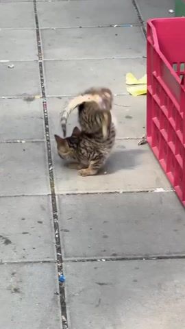 This is a video clip of a tabby kitten playing on a sidewalk. The kitten is small and appears to be alone. The sidewalk is made of gray concrete tiles, and there are some loose pieces of debris on the ground, including a yellow plastic bag and some small blue objects. A red plastic crate is visible on the right side of the frame. The lighting suggests it is daytime, possibly morning or afternoon, with bright sunlight casting shadows. The kitten is initially seen walking away from the camera, then turns and begins to play with something on the ground near the red crate. It rolls onto its back and bats at the object with its paws. The overall scene is one of a solitary animal exploring its environment. There is no visible text in the video. The location context is Kyustendil, Bulgaria.