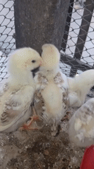 Chicks feeding and drinking in a small Indonesian coop