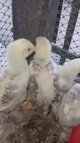Chicks feeding and drinking in a small Indonesian coop