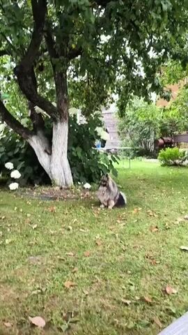 A medium-sized, fluffy, grey and tan dog sits on a grassy lawn under a leafy tree. The dog faces the camera and appears to be looking down. In the background, there are bushes, a wooden fence, and a building. The lawn is covered with dry leaves and grass. The tree has white paint on its trunk.