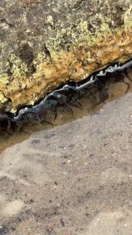 A close-up shot shows a small body of clear water with a sandy bottom next to a large rock. The rock has a dark, shiny, tar-like substance along its bottom edge, and many small, dark, tadpole-like creatures are swimming in and out of the substance, some venturing into the clear water.