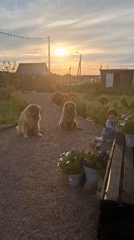 Child plays with giant dogs and paints in Russian village