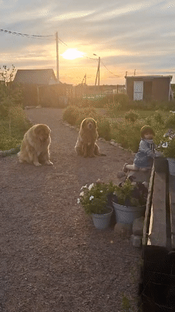 Child plays with giant dogs and paints in Russian village