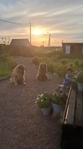 Child plays with giant dogs and paints in Russian village