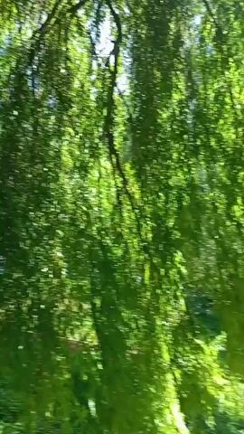 The video shows a first-person perspective of someone walking through a wooded area with dappled sunlight. The path is uneven and covered with leaves and grass. There are trees on either side of the path, and the foliage is lush and green. In some parts of the video, the camera pans to show more of the surroundings, revealing more trees and the sky. The ground transitions from a dirt path to a more paved surface towards the end of the video.