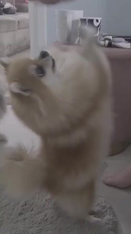A small tan and white Pomeranian dog is on a fluffy gray rug, its body blurred from rapid movement as it jumps and spins, its mouth open and tongue out. Behind it, a gray Pomeranian sits on the rug, looking at the tan dog. In the background, a light-colored sofa with cushions is visible, and to the right, a pink ottoman and two white mugs, one with a black and white cow print, are on a surface. A person's foot is visible on the right side of the frame. The setting appears to be an indoor living space.