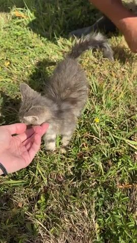 The video begins showing a fluffy, gray and white kitten standing in green grass. A person's hand with a black bracelet reaches out to the kitten from the left side of the frame. The kitten appears to be sniffing or nuzzling the hand. Another person's hands are visible in the upper right of the frame, with one hand extending towards the kitten. The kitten then turns away from the first hand and the second hand gently touches its head. The kitten then lies down in the grass on its back, with its paws in the air. The second person's hand continues to gently pet the kitten's head. The scene is outdoors, with sunlight casting shadows on the grass.