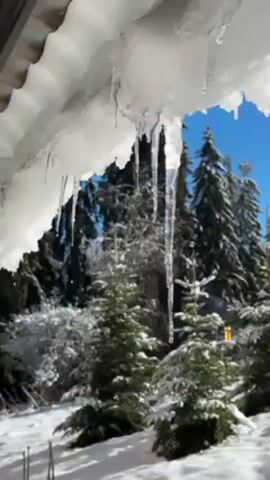 The video depicts icicles hanging from a roof, melting and dripping against a backdrop of snow-covered evergreen trees and a clear blue sky.  The shot is taken from beneath the roof looking outward.