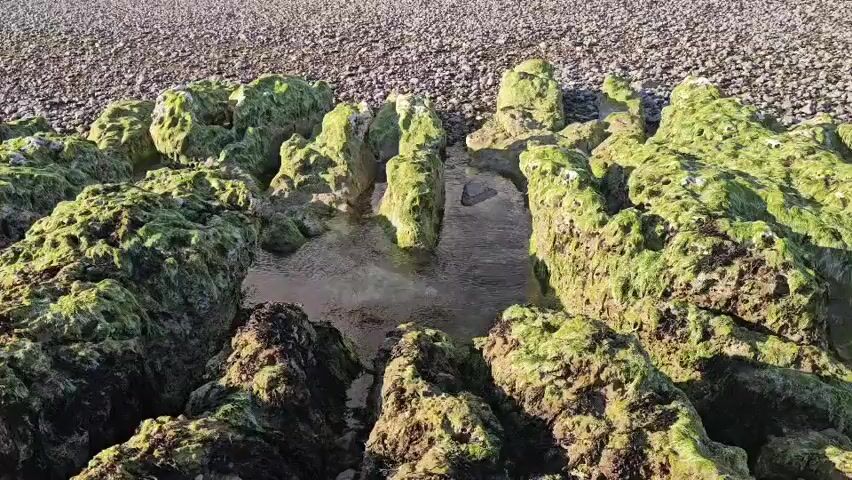 The video shows a close-up, aerial view of rocks covered in green algae and seaweed. The rocks are arranged in rows, with small pools of water visible between them. The sun is shining, casting rays of light on the scene. The ground behind the rocks appears to be covered in pebbles. The camera moves slowly, panning across the rocks and water.